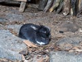 Farm rabbit in barn. Small scale agriculture.