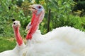 Farm-Raised Turkeys Royalty Free Stock Photo