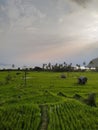 Farm at Ranau Lake , South Sumatera