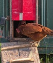 FARM: Rhode Island Red hen enters a chicken house Royalty Free Stock Photo