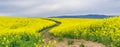 Farm road through a Canola field at the peak of bloom Royalty Free Stock Photo