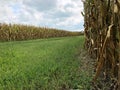 Road Between Two Corn Fields Royalty Free Stock Photo