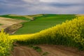 Farm road through a Canola field at the peak of bloom 3 Royalty Free Stock Photo