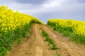 Farm road through a Canola field at the peak of bloom 2 Royalty Free Stock Photo