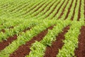 Farm rows of fresh pea plants Royalty Free Stock Photo