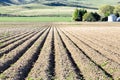 Furrows in a newly planted potato field. Royalty Free Stock Photo