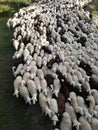 Farm. Ruminant domestic mammalia. The inside the flock of sheep, seen from above. Ovine cattle breeding.