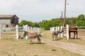 Farm scene with donkeys and horse over wooden log fence, bale of hay and barn. Countryside rural landscape