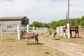 Farm Scene With Donkeys And Horse Over Wooden Log Fence, Bale Of Hay And Barn. Countryside Rural Landscape
