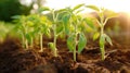 Farm scene with a focus on the close up of flourishing tomato seedlings