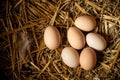 Farm scene, group eggs on straw, feathers, Eggs high protein, healthy food, good lifestyle. Happy Easter concept. With copy space