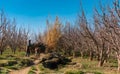 Farm Scene in Midelt Morocco with a Donkey