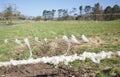 Farm scene with sheeps wool attached to barbed wire fence with field beyond Royalty Free Stock Photo