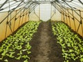 Farm seedlings lettuce oakleaf bio green Lactuca sativa vegetables young planting oak leaf green detail greenhouse foil