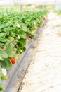 Farm For Self-Picking Strawberries At The Strawberry Patch.