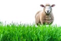 Farm Sheep animal stands on green grass Isolated on white background Royalty Free Stock Photo