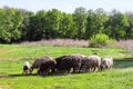 Farm sheep graze on the green lawn