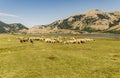 Farm sheep lambs browsing in a field Royalty Free Stock Photo