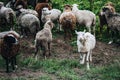 Farm Sheep Lambs in green country fields Royalty Free Stock Photo