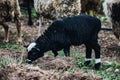 Farm Sheep Lambs in green country fields Royalty Free Stock Photo