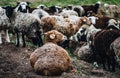 Farm Sheep Lambs in green country fields Royalty Free Stock Photo