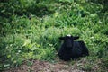 Farm Sheep Lambs in green country fields Royalty Free Stock Photo