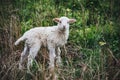 Farm Sheep Lambs in green country fields Royalty Free Stock Photo