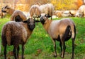 Farm sheep lambs