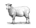 Farm sheep sketch hand drawn side view Farming. Vector illustration desing Royalty Free Stock Photo