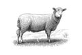 Farm sheep sketch hand drawn side view Farming. Vector illustration desing Royalty Free Stock Photo