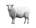 Farm sheep sketch hand drawn side view Farming. Vector illustration desing Royalty Free Stock Photo