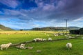 Farm sheep in a wide mountain landscape Royalty Free Stock Photo