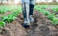 Farm, shoes and feet of a farmer walking through an agriculture garden for harvest and sustainability. Agro, countryside