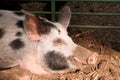 On the farm -sleeping pig Royalty Free Stock Photo