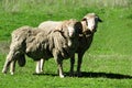 Farm South Island New Zealand Royalty Free Stock Photo