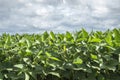 Farm soybean field in a rural contryside Royalty Free Stock Photo