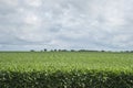 Farm soybean field in a rural contryside Royalty Free Stock Photo