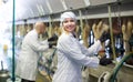 Farm staff with cow milking machines Royalty Free Stock Photo