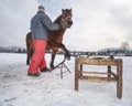 Farm Staff Prepare Horse For Hooves Clearing By Backsmith