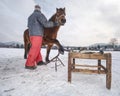 Farm staff prepare horse for hooves clearing by backsmith Royalty Free Stock Photo