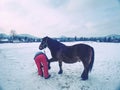 Farm staff prepare horse for hooves clearing by backsmith Royalty Free Stock Photo