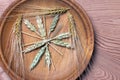 Ripe ears of wheat, tested in the laboratory to determine the germination of seeds.