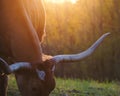 Texas longhorn cow grazing at sunset Royalty Free Stock Photo