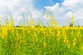 Farm Sunhemp flowers. Beautiful yellow flowers field Royalty Free Stock Photo