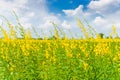 Farm Sunhemp flowers. Beautiful yellow flowers field Royalty Free Stock Photo