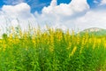 Farm Sunhemp flowers. Beautiful yellow flowers field Royalty Free Stock Photo