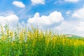 Farm Sunhemp flowers. Beautiful yellow flowers field and blue sky Royalty Free Stock Photo