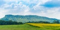 Farm Sunhemp flowers. Beautiful yellow flowers field Royalty Free Stock Photo