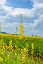 Farm Sunhemp flowers. Beautiful yellow flowers field Royalty Free Stock Photo