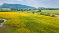 Farm Sunhemp flowers. Beautiful yellow flowers field Royalty Free Stock Photo